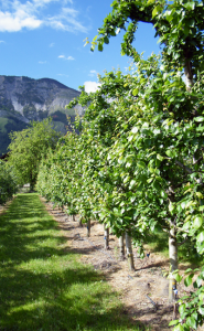 Bogner-Zwetschgenplantage