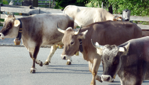 Kuh Besuch beim Abendessen