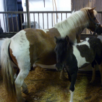 Kinderhotel Furgler Pony-Nachwuchs am Bauernhof